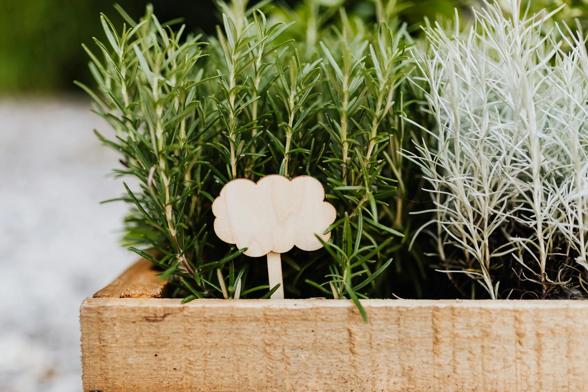 modern editorial outdoor space idea: Aromatic Herb Gardens with cream and warm neutrals with sage green and terracotta accents, designer-curated